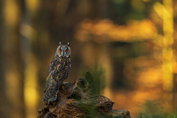 The long-eared owl (Asio otus) with coloured light in the background