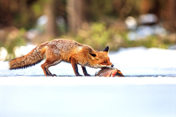 male red fox (Vulpes vulpes) found a fish on the ice of the lake