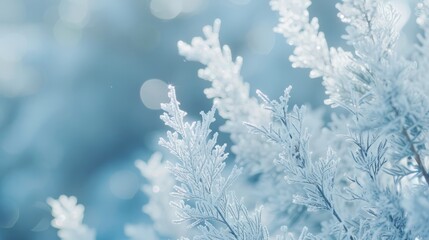 Winter Wonderland: Frozen Pine Branch In Soft Blue Light, Christmas Background