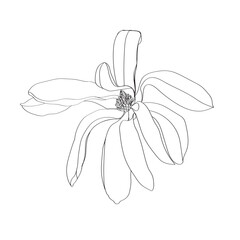 black and white line illustration of magnolia flower on a white background