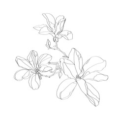 black and white line illustration of magnolia flower on a white background
