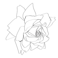 rose on white background