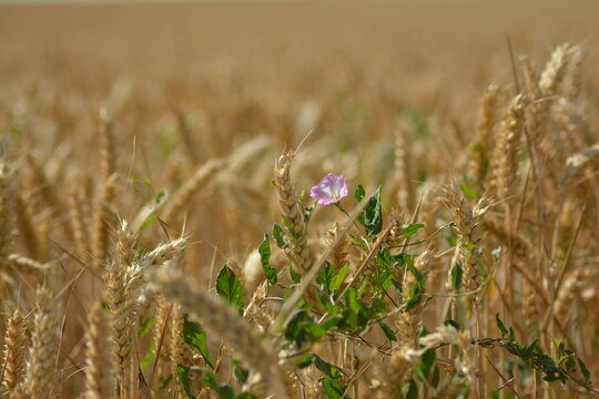 Fleur de liseron dans un champ de bl&eacute;