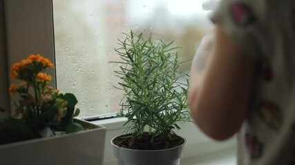 Indoor gardening tips for caring for plants in rainy weather