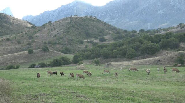 Herd of Cows Grazing in the Mountain Meadows of Babia Valley, Leon, Spain - 840
