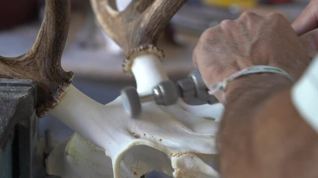 Polishing of a European Deer Skull in a Taxidermy Workshop - 892

