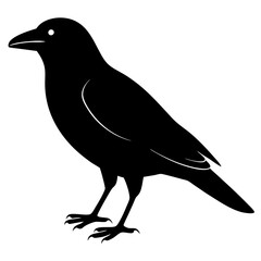 Obraz premium raven bird black silhouette vector, Simple silhouette Design vector icon with white background. Wild bird
