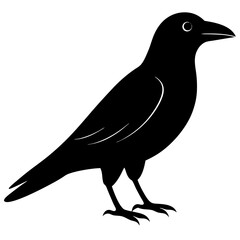 raven bird black silhouette vector, Simple silhouette Design vector icon with white background. Wild bird