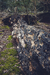 A decaying trunk of a fallen tree in a forest