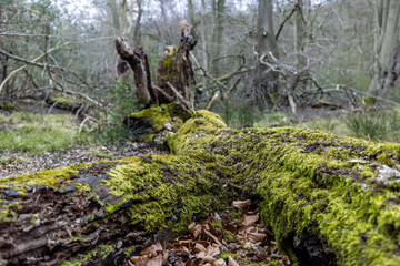 A moss covered tree trunk in a forest