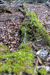 A moss covered tree trunk in a forest