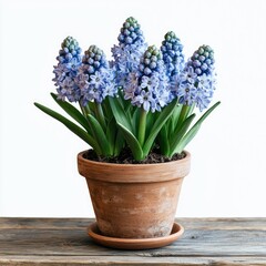Potted pale blue flowers, terracotta pot, wood surface