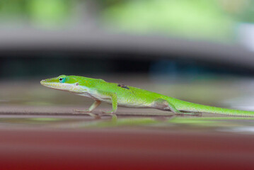 green lizard