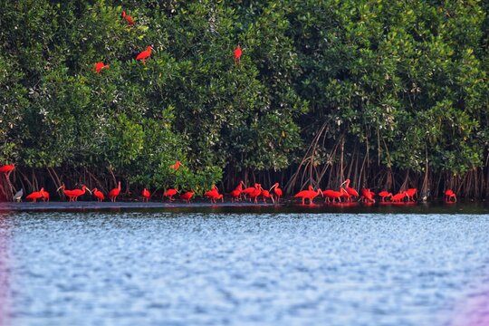 A flock of Scarlet Ibis (Eudocimus Ruber) on the mudflats and mangrove trees at the Caroni Swamp or Caroni Bird Sanctuary in Trinidad and Tobago. The Scarlet isbis is the national bird of Trinidad.