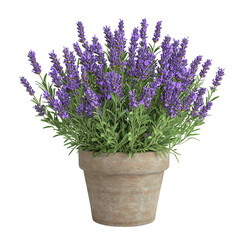 Fototapeta premium A 3D Potted Lavender Plant with Fragrant Purple Flowers Isolated on Transparent Background