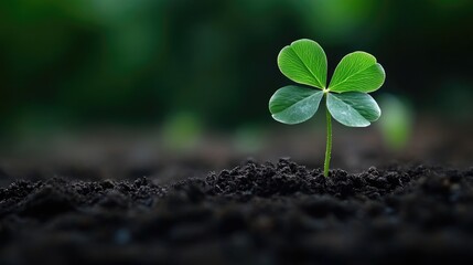 New sprout emerging from fertile earth