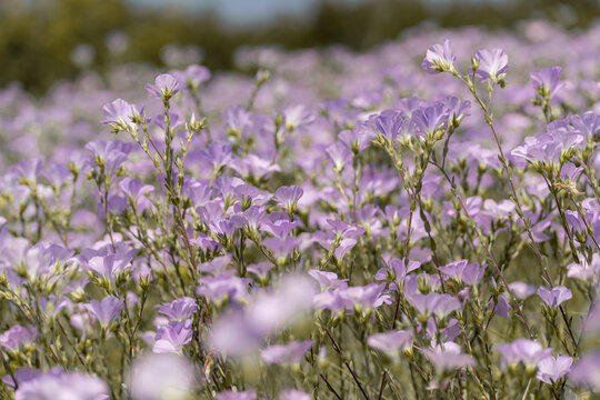 linen field linum usitatissimum. Flax flowers swaying in the wind. Slow motion video