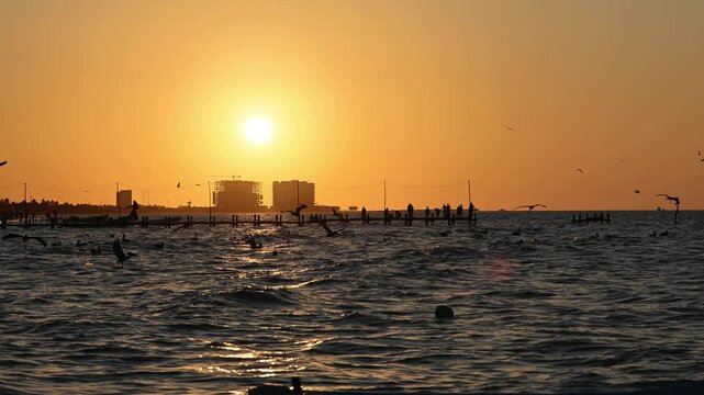 sunset view of progreso beach with pelicans diving into the water and new construction buildings in the background (scenic dusk night birds swimming boats in ocean gulf of mexico) travel tourism bird