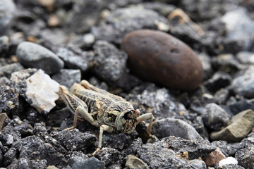A grasshopper alone on the rocks
