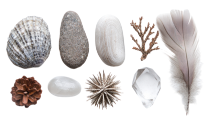 A collection of natural objects including shells, stones, a feather, and pine cones arranged aesthetically on a white background