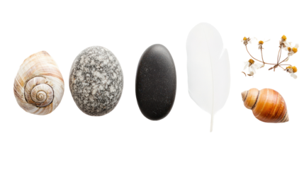 A collection of natural objects including shells, stones, and a feather arranged artistically on a white background