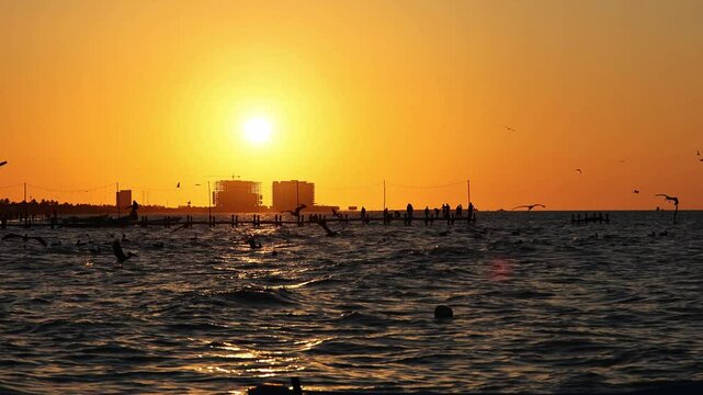 sunset view of progreso beach with pelicans diving into the water and new construction buildings in the background (scenic dusk night birds swimming boats in ocean gulf of mexico) travel tourism bird