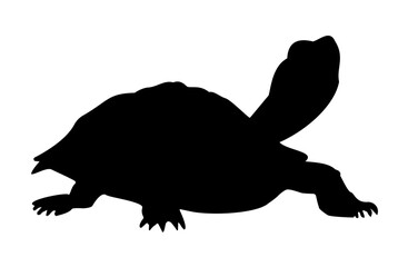 Sea turtle walking silhouette
