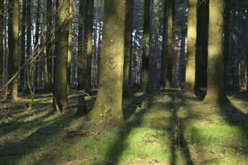 Obraz premium ruhewald rheinhessische schweiz