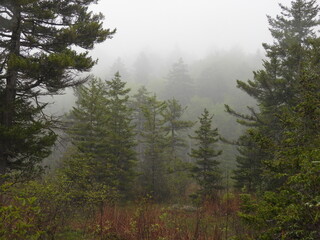 Even on a foggy day, the scenery within the Cranberry Glades Botanical Area has a mystical essence. Monongahela National Forest, Pocahontas County, Hillsboro, West Virginia.