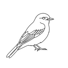 Elegant Bulbul Bird Line Art | Black and White Vector Drawing