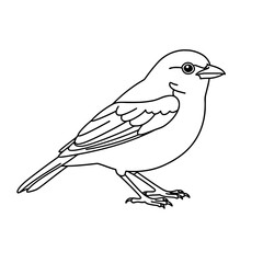 Elegant Partridge Bird Line Art | Black and White Vector Drawing