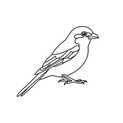 Elegant Honeyeater Bird Line Art | Black and White Vector Coloring Design