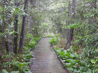 Visitors can enjoy a peaceful hike, along the bog boardwalk trail, within the Cranberry Glades Botanical Area, Monongahela National Forest, Pocahontas County, Hillsboro, West Virginia. 