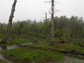 Obraz premium Even on a foggy day, the scenery within the Cranberry Glades Botanical Area has a mystical essence. Monongahela National Forest, Pocahontas County, Hillsboro, West Virginia.