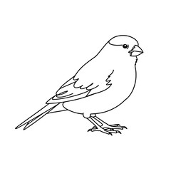 Cute Canary Bird Line Art Vector | Black and White Coloring Page
