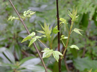 White ash tree growing wild within the Cranberry Glades Botanical Area, Monongahela National Forest, Pocahontas County, Hillsboro, West Virginia.