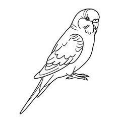 Cute Parakeet Line Art | Black and White Vector Bird Coloring Design