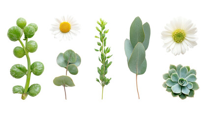 A vibrant arrangement of assorted green leaves and flowers showcasing various plant species against a clean background