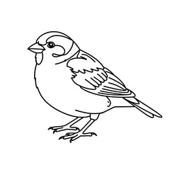 Cute Sparrow Line Art Vector | Black and White Bird Coloring Design