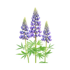Naklejka premium Three vibrant purple and white lupines stand tall showcasing their beauty against a black background a delightful floral trio