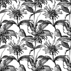 Seamless monarda flower pattern in vintage black and white engraving style, detailed botanical design for classic packaging and textile prints