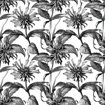 Seamless monarda flower pattern in vintage black and white engraving style, detailed botanical design for classic packaging and textile prints
