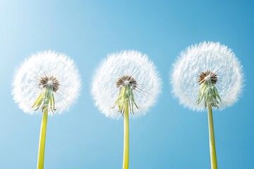 Fototapeta premium Three Dandelions Against Blue Sky