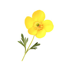 Fototapeta premium Vibrant Yellow Flower Isolated on Black Background A Delicate Bloom
