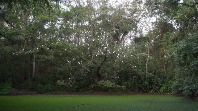 Gruyas se acuestan en arbol sobre un lago