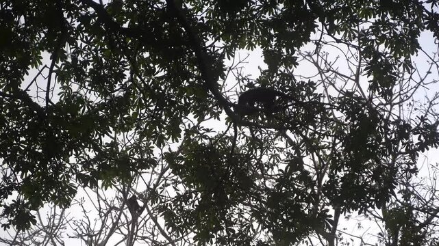 Mono aullador camina entre arboles