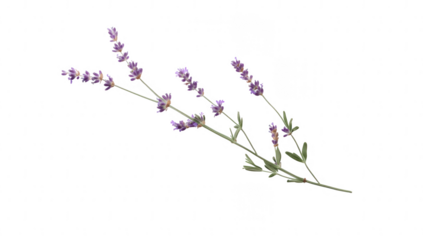 sprig of lavender lies on a white background showcasing its vibrant purple flowers and green leaves symbolizing tranquility and natural beauty