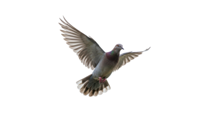 A bird in mid-flight displays its spread wings and vibrant plumage.  Isolated on transparent background. PNG