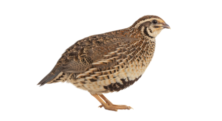 Quail with a rounded body and intricately patterned feathers, showcasing a blend of browns and whites.  Isolated on transparent background. PNG
