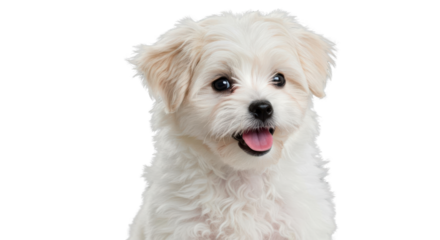 This adorable small puppy has fluffy white fur and a cheerful expression.  Isolated on transparent background. PNG